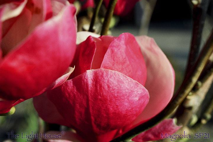 Magnolia homeopathy
