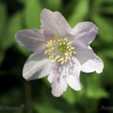 SP01anemone