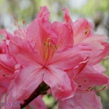 SP02azalea