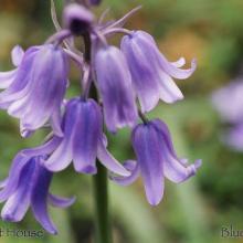 SP03bluebell