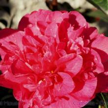 SP04camelliadouble