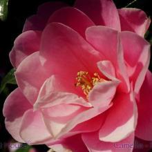 SP05camelliapink