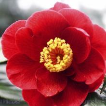 SP06camelliared