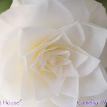 SP07camelliawhite
