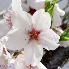 SP08cherryblossom