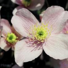 SP09clematis