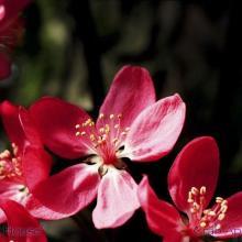 SP10crabapple