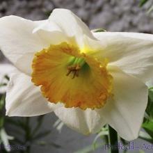 SP11daffodil