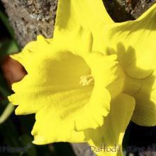 SP12daffodilkingalfred