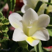 SP16freesia