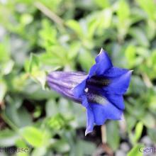 SP17gentian