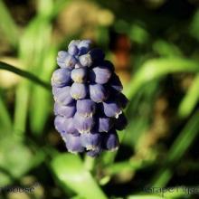 SP18grapehyacinth