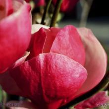 SP21magnolia