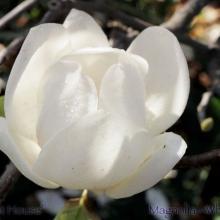 SP23magnoliawhite