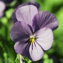 SP25pansy