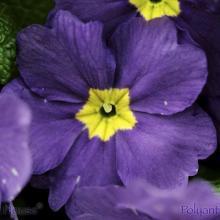 SP28polyanthus