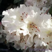 SP30rhododendronpink