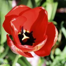 SP36tulip