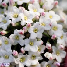 SP37viburnum