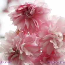 SP39weepingprunus