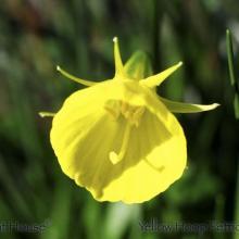 SP41yellowhooppetticoat