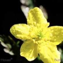 SU04buttercup