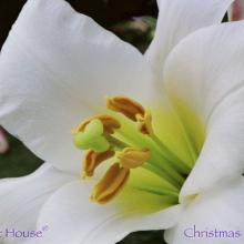 SU06christmaslily