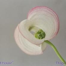 SU09dogwood