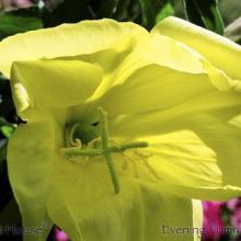 SU10eveningprimrose