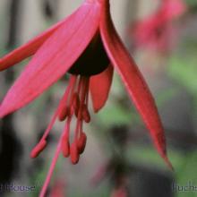 SU12fuchsia