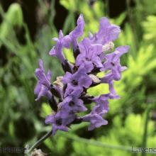 SU18lavender