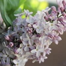 SU19lilac