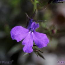 SU21lobelia