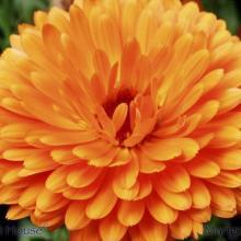 SU23marigold