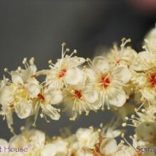 SU35spiraea