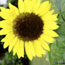 SU37sunflower