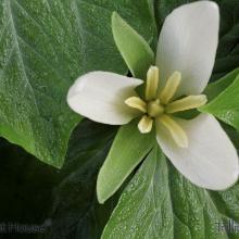 SU38trillium