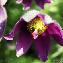 SU40windflower