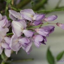 SU41wisteria